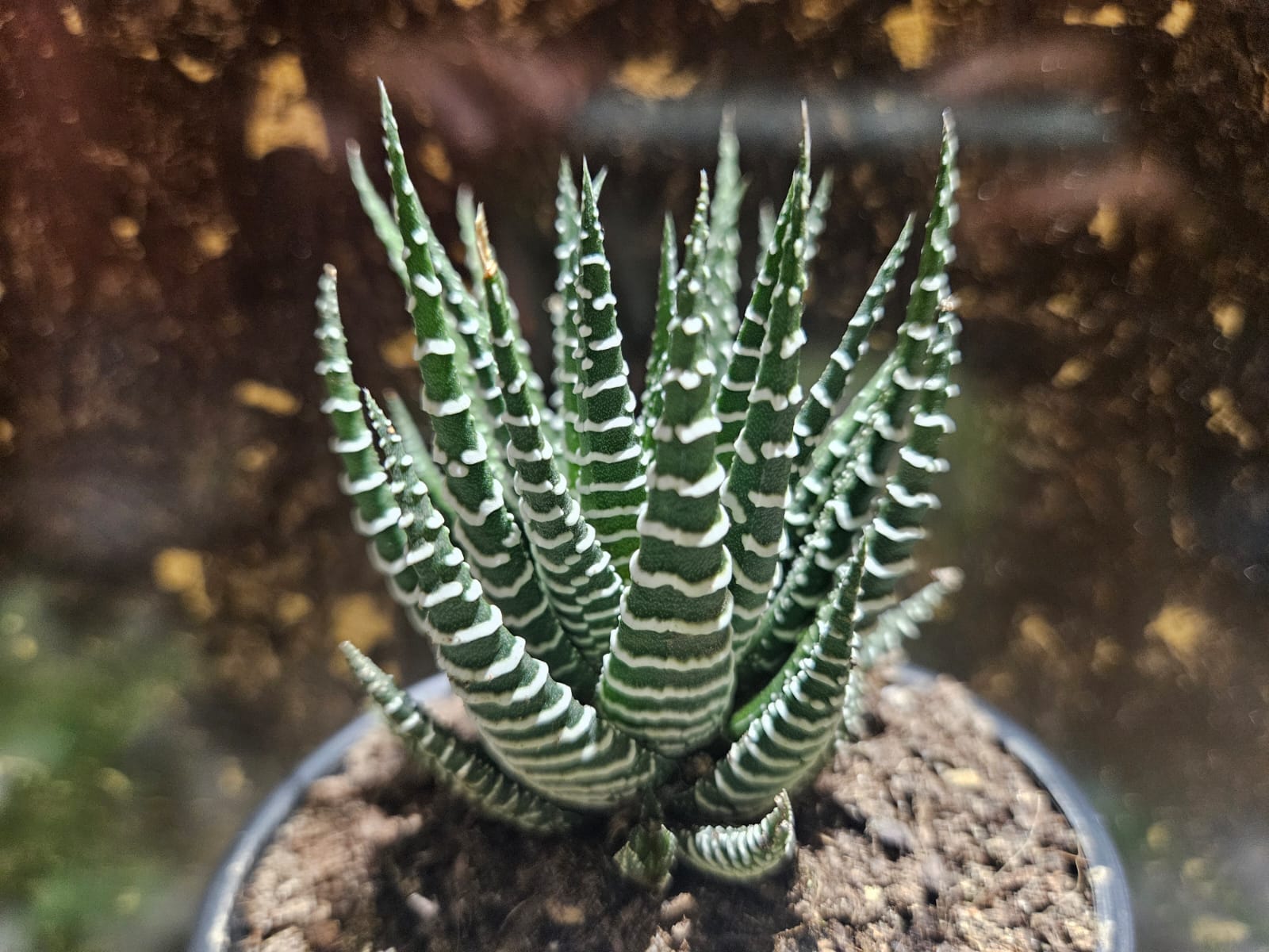 Succulents and cacti